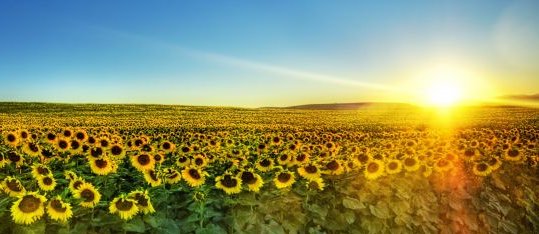 Sunflowers